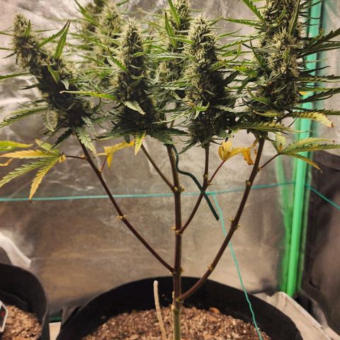 The Magus growlog timeline photo