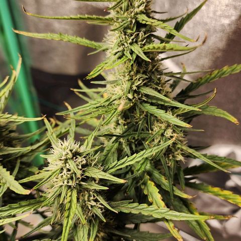 The Magus growlog timeline photo