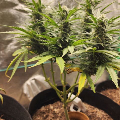The Wizard growlog timeline photo