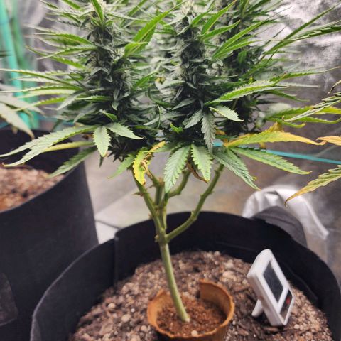 The Wizard growlog timeline photo