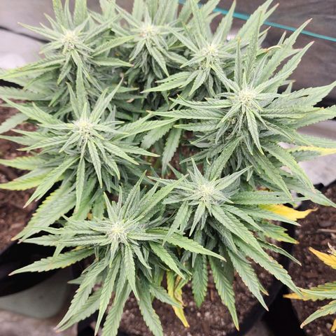 The Wizard growlog timeline photo