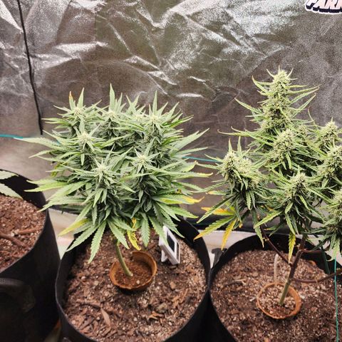 The Slayer growlog timeline photo