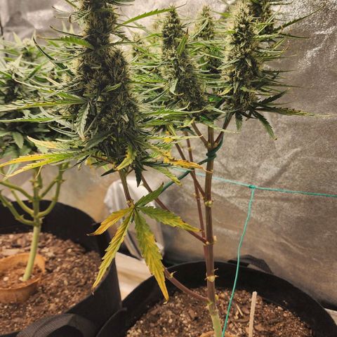 The Slayer growlog timeline photo