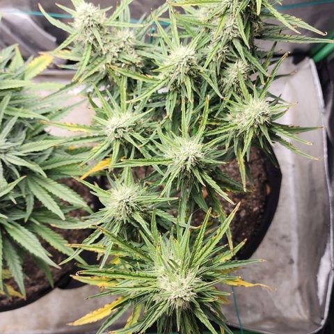 The Slayer growlog timeline photo