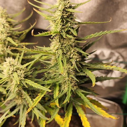 The Slayer growlog timeline photo