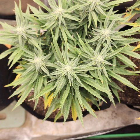 The Wizard growlog timeline photo