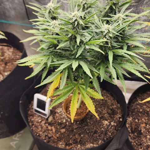 The Wizard growlog timeline photo