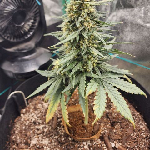 The Bard growlog timeline photo