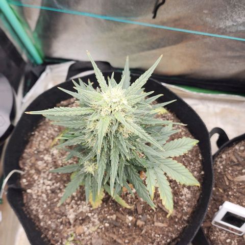 The Bard growlog timeline photo
