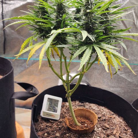 The Wizard growlog timeline photo