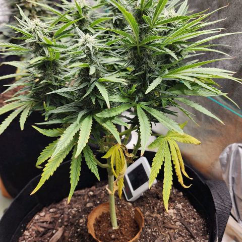 The Wizard growlog timeline photo
