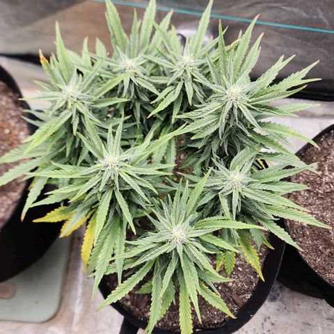 The Wizard growlog timeline photo