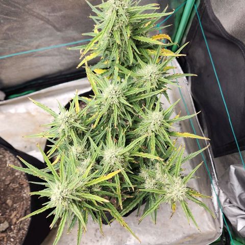The Slayer growlog timeline photo