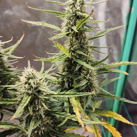 The Slayer growlog timeline photo