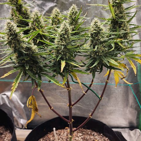 The Slayer growlog timeline photo