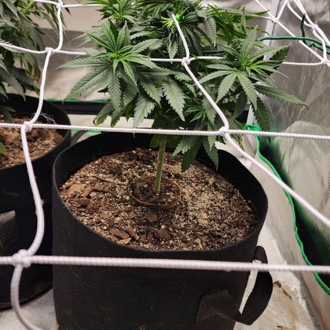 The Magus growlog timeline photo