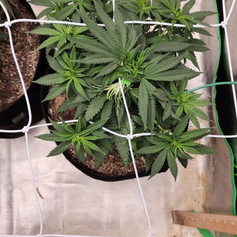 The Magus growlog timeline photo