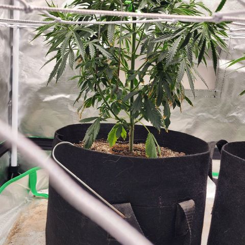 The Cleric growlog timeline photo