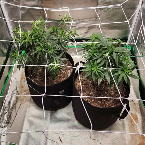 The Magus growlog timeline photo