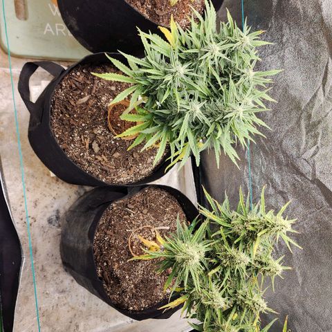 The Slayer growlog timeline photo