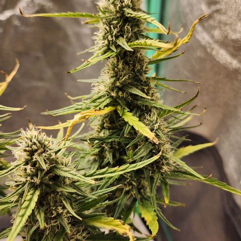 The Slayer growlog timeline photo