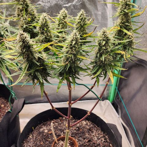The Slayer growlog timeline photo