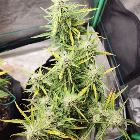 The Slayer growlog timeline photo