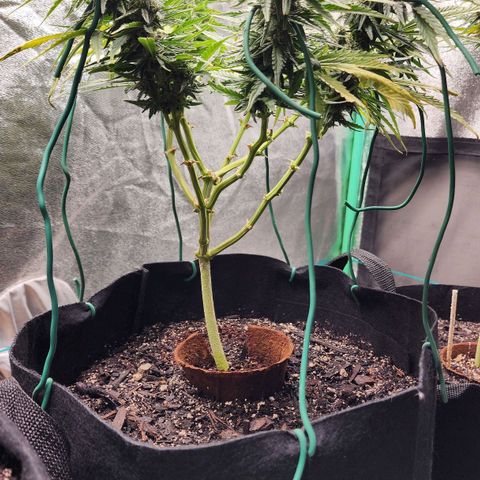 The Wizard growlog timeline photo