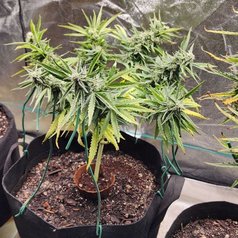 The Wizard growlog timeline photo