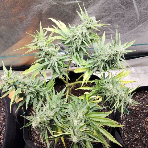 The Wizard growlog timeline photo