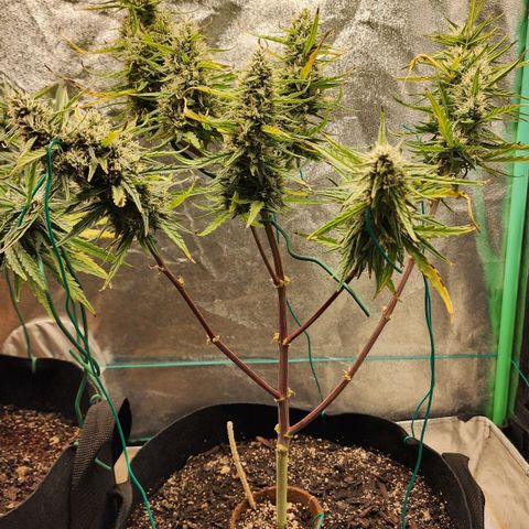 The Slayer growlog timeline photo