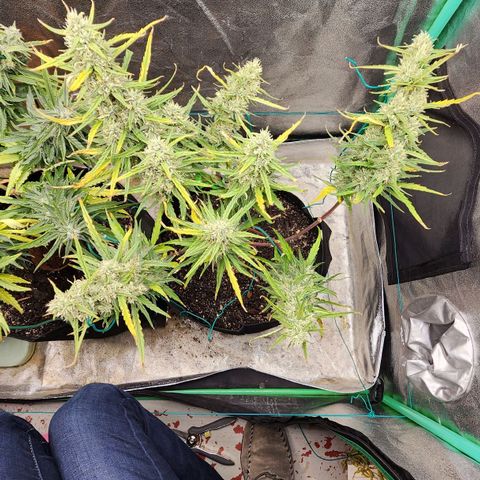 The Slayer growlog timeline photo