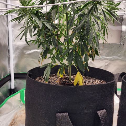 The Cleric growlog timeline photo