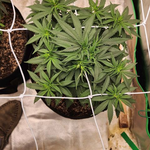 The Magus growlog timeline photo
