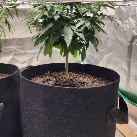 The Magus growlog timeline photo