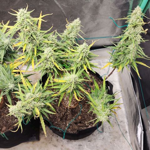 The Slayer growlog timeline photo