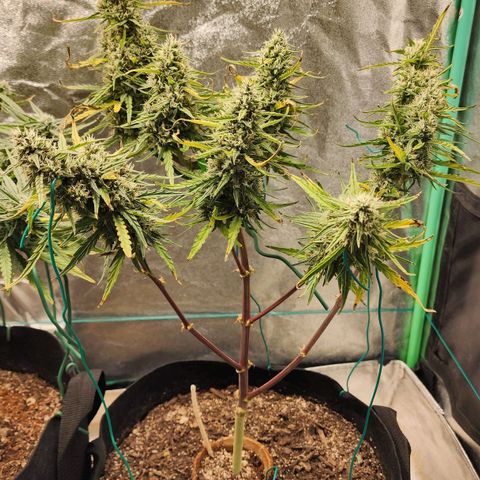 The Slayer growlog timeline photo