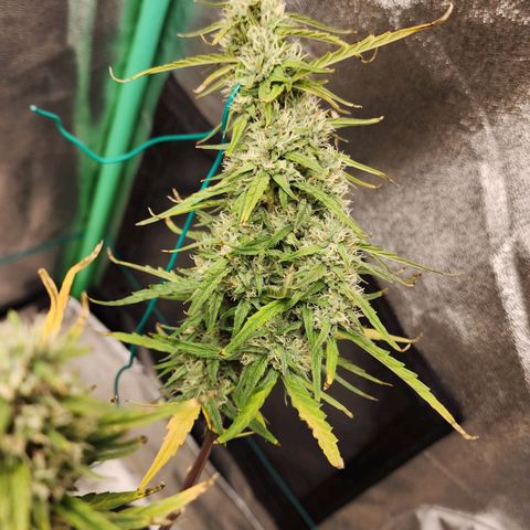 The Slayer growlog timeline photo