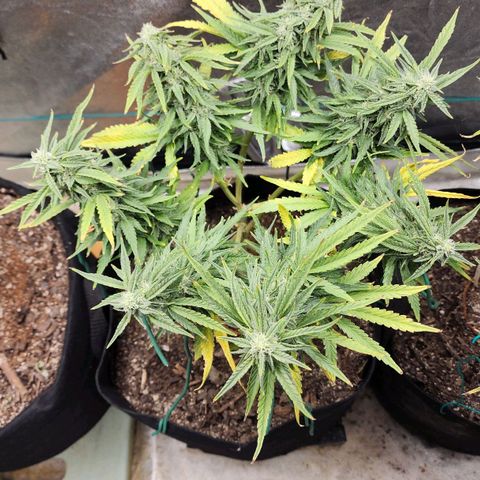 The Wizard growlog timeline photo
