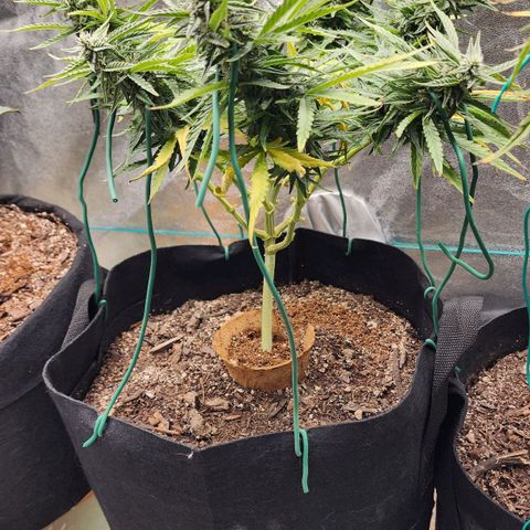 The Wizard growlog timeline photo