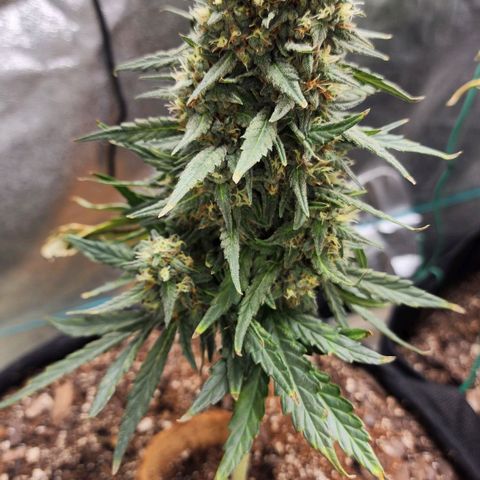 The Bard growlog timeline photo