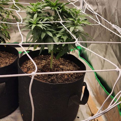 The Magus growlog timeline photo
