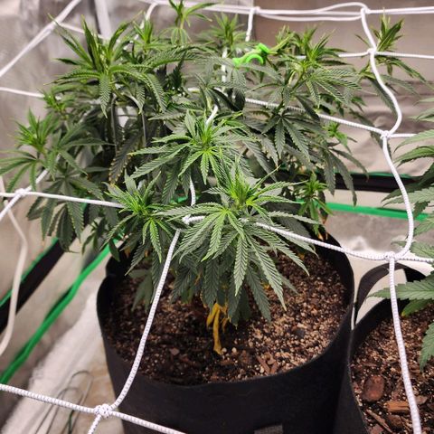 The Cleric growlog timeline photo