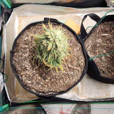 The Bard growlog photo: Chop day! She COULD go longer, but the growing browning is worrying. I don't want to risk decay.