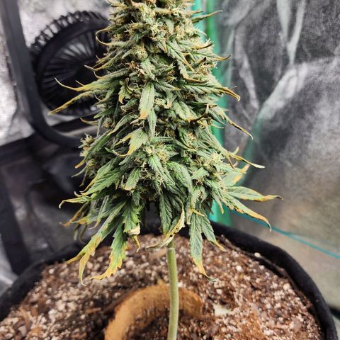 The Bard growlog photo: Chop day! She COULD go longer, but the growing browning is worrying. I don't want to risk decay.