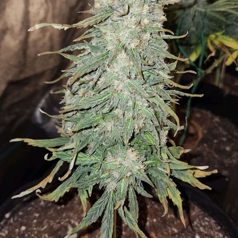 The Bard growlog photo: Chop day! She COULD go longer, but the growing browning is worrying. I don't want to risk decay.
