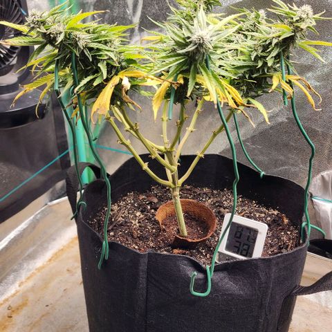 The Wizard growlog timeline photo