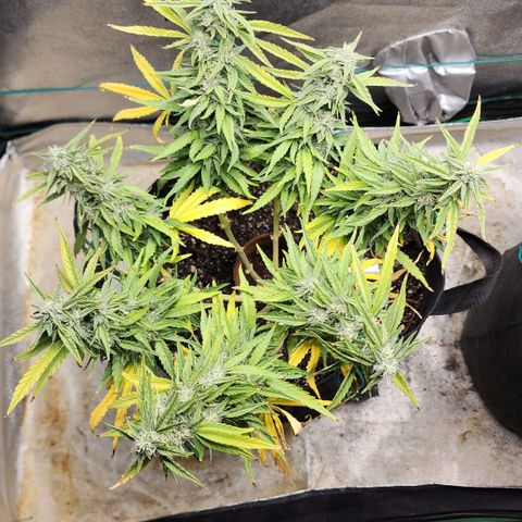 The Wizard growlog timeline photo