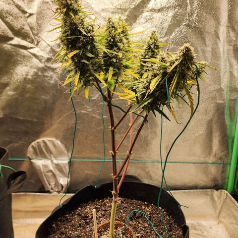 The Slayer growlog timeline photo