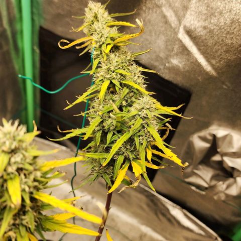 The Slayer growlog timeline photo